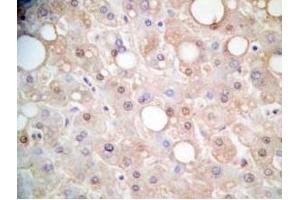 Human liver tissue was stained by Rabbit Anti-FGF-21 (26-47) (H) Antibody (FGF21 anticorps  (AA 26-47))