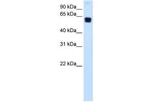 DOK1 antibody (70R-10511) used at 0. (DOK1 anticorps  (C-Term))