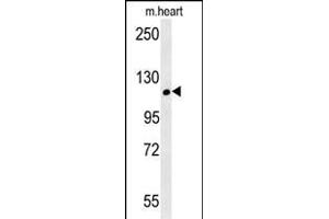 CRUM2 Antibody (C-term) (ABIN651911 and ABIN2840450) western blot analysis in mouse heart tissue lysates (15 μg/lane). (CRB2 anticorps  (AA 1258-1285))
