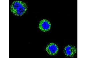 Immunofluorescence (IF) image for anti-CD1e (CD1e) antibody (ABIN3004387) (CD1e anticorps)