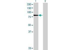 Western Blot analysis of KIF3A expression in transfected 293T cell line by KIF3A MaxPab polyclonal antibody. (KIF3A anticorps  (AA 1-702))
