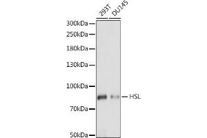 Western blot analysis of extracts of various cell lines, using HSL antibody (ABIN7268277) at 1:1000 dilution. (LIPE anticorps  (AA 900-1000))