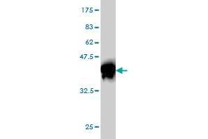 Western Blot detection against Immunogen (37. (ZBTB33 anticorps  (AA 564-673))