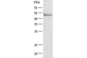 Western Blotting (WB) image for Eukaryotic Translation Elongation Factor 1 gamma (EEF1G) (AA 1-437) protein (His-IF2DI Tag) (ABIN7122832)