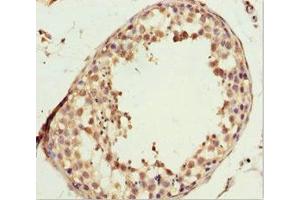 Immunohistochemistry of paraffin-embedded human testis tissue using ABIN7157773 at dilution of 1:100