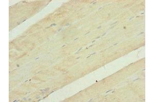 Immunohistochemistry of paraffin-embedded human skeletal muscle tissue using ABIN7149112 at dilution of 1:100