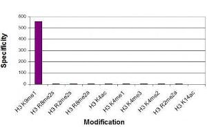 Histone H3 monomethyl Lys9 antibody specificity tested by peptide array analysis.