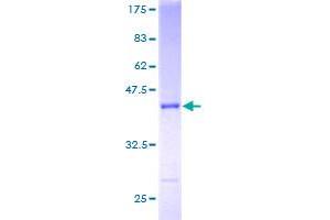 Image no. 1 for Sorting Nexin 3 (SNX3) (AA 1-113) protein (GST tag) (ABIN1320894)