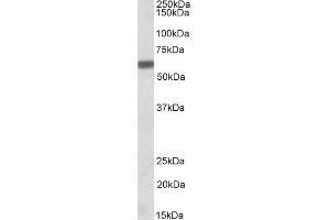 ABIN185425 (0. (Osteopontin anticorps  (C-Term))