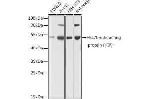 Western blot analysis of extracts of various cell lines, using Hsc70-interacting protein (HIP) antibody (ABIN6131753, ABIN6148514, ABIN6148515 and ABIN6224519) at 1:1000 dilution. (HSC70 Interacting Protein HIP anticorps  (AA 1-369))