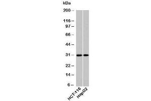 Western blot testing of human samples using HOXA9 antibody at 2ug/ml. (HOXA9 anticorps  (N-Term))