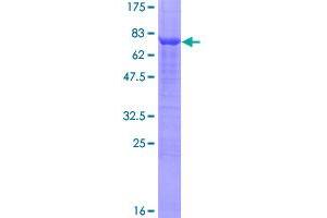 Image no. 1 for LanC like 2 (LANCL2) (AA 1-450) protein (GST tag) (ABIN1309139)