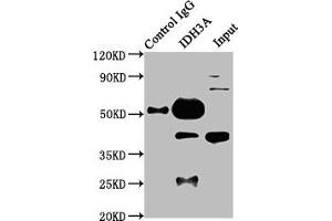 Immunoprecipitating IDH3A in HepG2 whole cell lysate Lane 1: Rabbit control IgG instead of ABIN7157107 in HepG2 whole cell lysate.