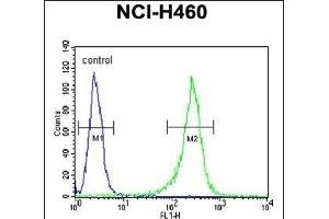 GNS Antibody (Center ) (ABIN390493 and ABIN2840852) flow cytometric analysis of NCI- cells (right histogram) compared to a negative control cell (left histogram). (GNS anticorps  (AA 283-313))