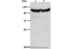 Western blot analysis of Hela and NIH/3T3 cell, using ACTN3 Polyclonal Antibody at dilution of 1:300 (ACTN3 anticorps)