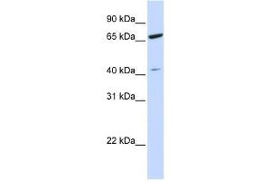 ZNF334 antibody used at 0.