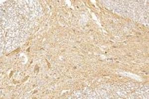 Immunohistochemistry analysis of paraffin-embedded rat spinal cord using,GDF6 (ABIN7074132) at dilution of 1: 1000 (GDF6 anticorps)