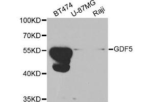 Western blot analysis of extracts of various cell lines, using GDF5 antibody. (GDF5 anticorps)