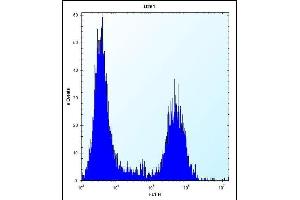 anti-Tropomyosin 4 (TPM4) (AA 26-54), (N-Term) antibody
