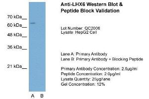 Host:  Rabbit  Target Name:  LHX6  Sample Type:  HepG2  Lane A:  Primary Antibody  Lane B:  Primary Antibody + Blocking Peptide  Primary Antibody Concentration:  2. (LHX6 anticorps  (C-Term))