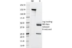 anti-Keratin 5,6,18 antibody