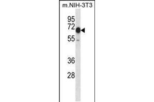 Western blot analysis in mouse NIH-3T3 cell line lysates (35ug/lane). (CAMKK2 anticorps  (N-Term))