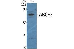 Western Blot (WB) analysis of specific cells using ABCF2 Polyclonal Antibody. (ABCF2 anticorps  (Internal Region))