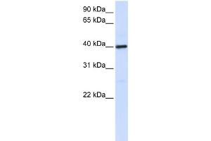 WB Suggested Anti-MOSC1 Antibody Titration:  0. (MOSC1 anticorps  (C-Term))