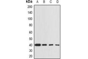 Western blot analysis of GNA13 expression in BT474 (A), THP1 (B), mouse lung (C), mouse spleen (D) whole cell lysates. (GNA13 anticorps)