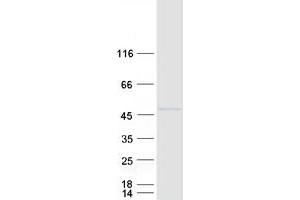 Validation with Western Blot
