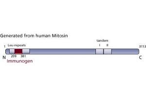 Image no. 1 for anti-Centromere Protein F (CENPF) (AA 209-381) antibody (ABIN968167)