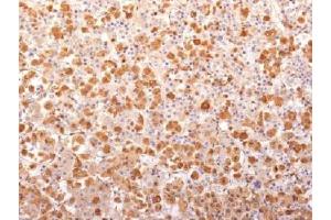 IHC testing of FFPE human pituitary gland with recombinant ACTH antibody (clone r57). (Recombinant ACTH anticorps  (AA 1-24))