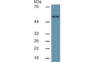 Mouse Capture antibody from the kit in WB with Positive Control: Human SGC7901 cell lsate. (MMP3 Kit ELISA)