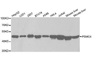Western blot analysis of extracts of various cell lines, using PSMC4 antibody. (PSMC4 anticorps  (AA 1-165))