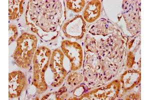 IHC image of ABIN7169980 diluted at 1:300 and staining in paraffin-embedded human kidney tissue performed on a Leica BondTM system.