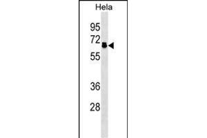 P2R5D Antibody (N-term) (ABIN1539514 and ABIN2838324) western blot analysis in Hela cell line lysates (35 μg/lane). (PPP2R5D anticorps  (N-Term))
