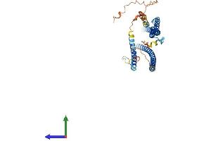AlphaFold protein structure predicition of Mouse Recombinant Rilpl1 Protein, UniprotID Q9JJC6