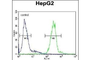 CTSH Antibody (N-term) (ABIN391569 and ABIN2841506) flow cytometric analysis of HepG2 cells (right histogram) compared to a negative control cell (left histogram).