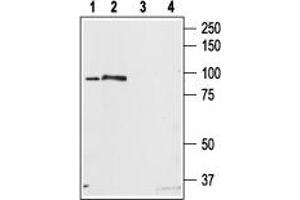 Western blot analysis of rat brain (lanes 1, 3) and rat RBL basophilic leukemia cell (lanes 2, 4) lysates: - 1.