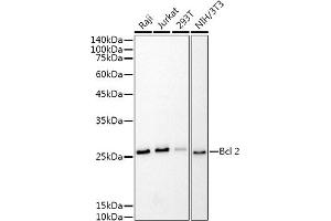 Western blot analysis of extracts of various cell lines, using Bcl-2 antibody (ABIN7265809) at 1:1000 dilution. (Bcl-2 anticorps)