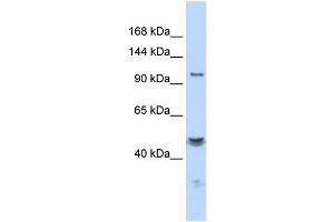 WB Suggested Anti-KCNMA1 Antibody Titration:  0.