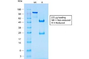 SDS-PAGE Analysis of Purified Chromogranin A Rabbit Recombinant Monoclonal Antib (CHGA/1731R). (Recombinant Chromogranin A anticorps)