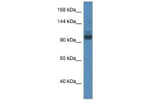Western Blot showing Sec31a antibody used at a concentration of 1. (SEC31A anticorps  (N-Term))