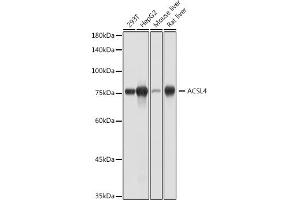 Western blot analysis of extracts of various cell lines, using  antibody (ABIN7265424) at 1:1000 dilution. (ACSL4 anticorps)