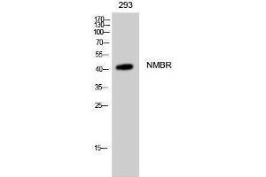 Western Blotting (WB) image for anti-Neuromedin B Receptor (NMBR) (Internal Region) antibody (ABIN3185923) (NMBR anticorps  (Internal Region))