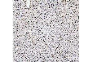 IHC analysis of H1F0 using anti-H1F0 antibody (ABIN7600521). (Histone H1 anticorps  (AA 20-159))