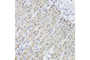 Immunohistochemistry of paraffin-embedded mouse stomach using FANCL antibody. (FANCL anticorps)