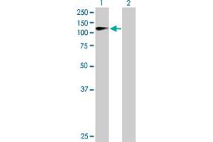 Western Blot analysis of ZHX2 expression in transfected 293T cell line by ZHX2 MaxPab polyclonal antibody. (ZHX2 anticorps  (AA 1-837))