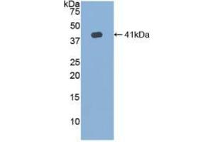 Western blot analysis of recombinant Human HJV. (HFE2 anticorps  (AA 41-386))