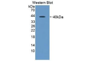 Detection of Recombinant SDF1, Human using Monoclonal Antibody to Stromal Cell Derived Factor 1 (SDF1) (CXCL12 anticorps  (AA 23-89))